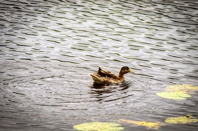 Peaceful Duck and Lily Pad Pond Nature Phone Wallpaper