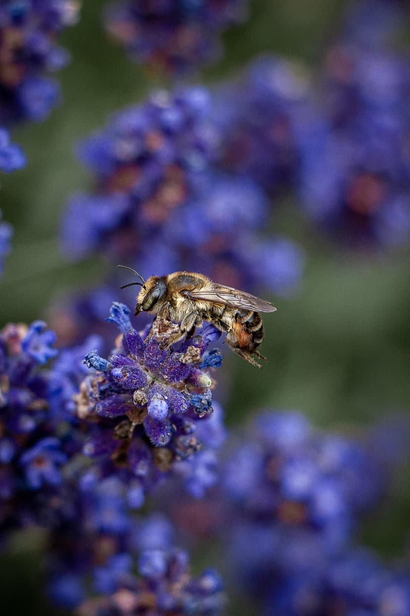 Honeybee with golden fur collecting pollen from small purple lavender flowers against a blurred green background.