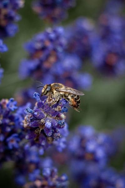 Macro Bee Pollinating Lavender Flower Mobile Wallpaper