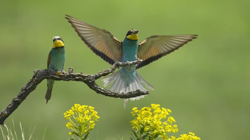 European Bee-eaters perch and fly near yellow wildflowers against a soft green blurred forest background.