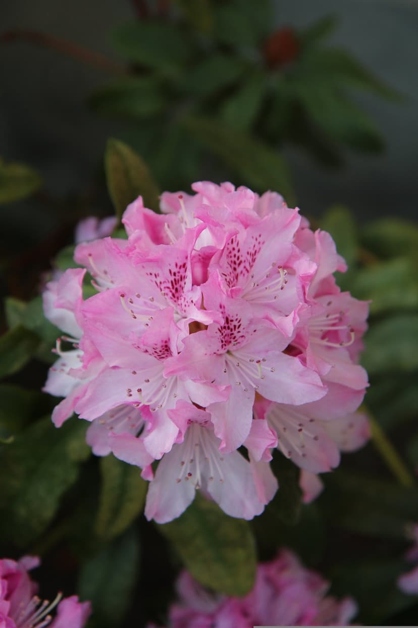 Pink rhododendron flowers with dark speckles and white edges against a blurred dark green leaf background.
