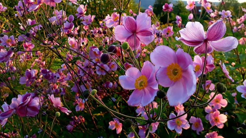 Pink Japanese Anemone flowers with yellow centers bloom in a sunlit field with a soft bokeh background.