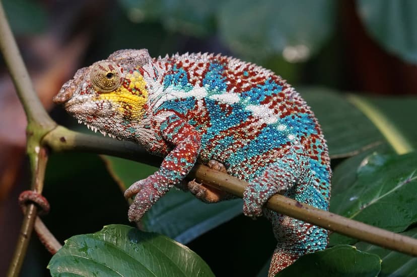 Panther chameleon with blue and red scales clings to a thin branch surrounded by green tropical leaves.