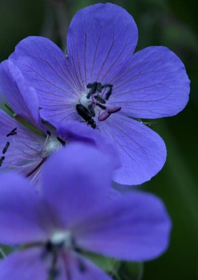 Vibrant Purple Wildflower with Black Beetle Mobile Wallpaper