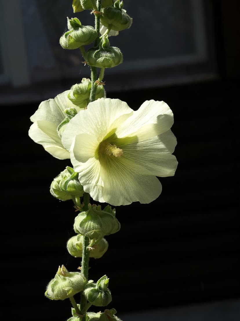 White hollyhock flowers with soft petals and green buds stand out against a dark, moody garden background.