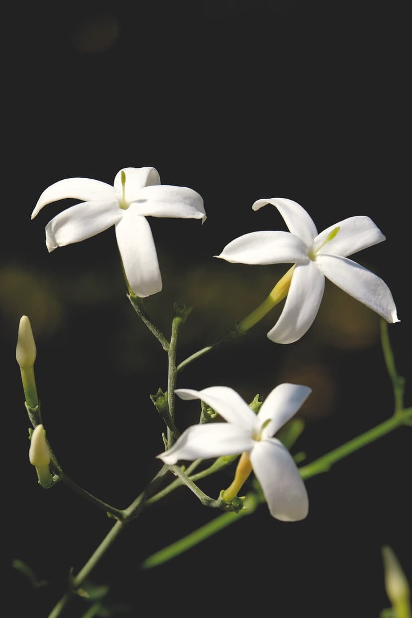 White jasmine flowers and small buds with delicate petals on thin green stems against a dark, blurred background.