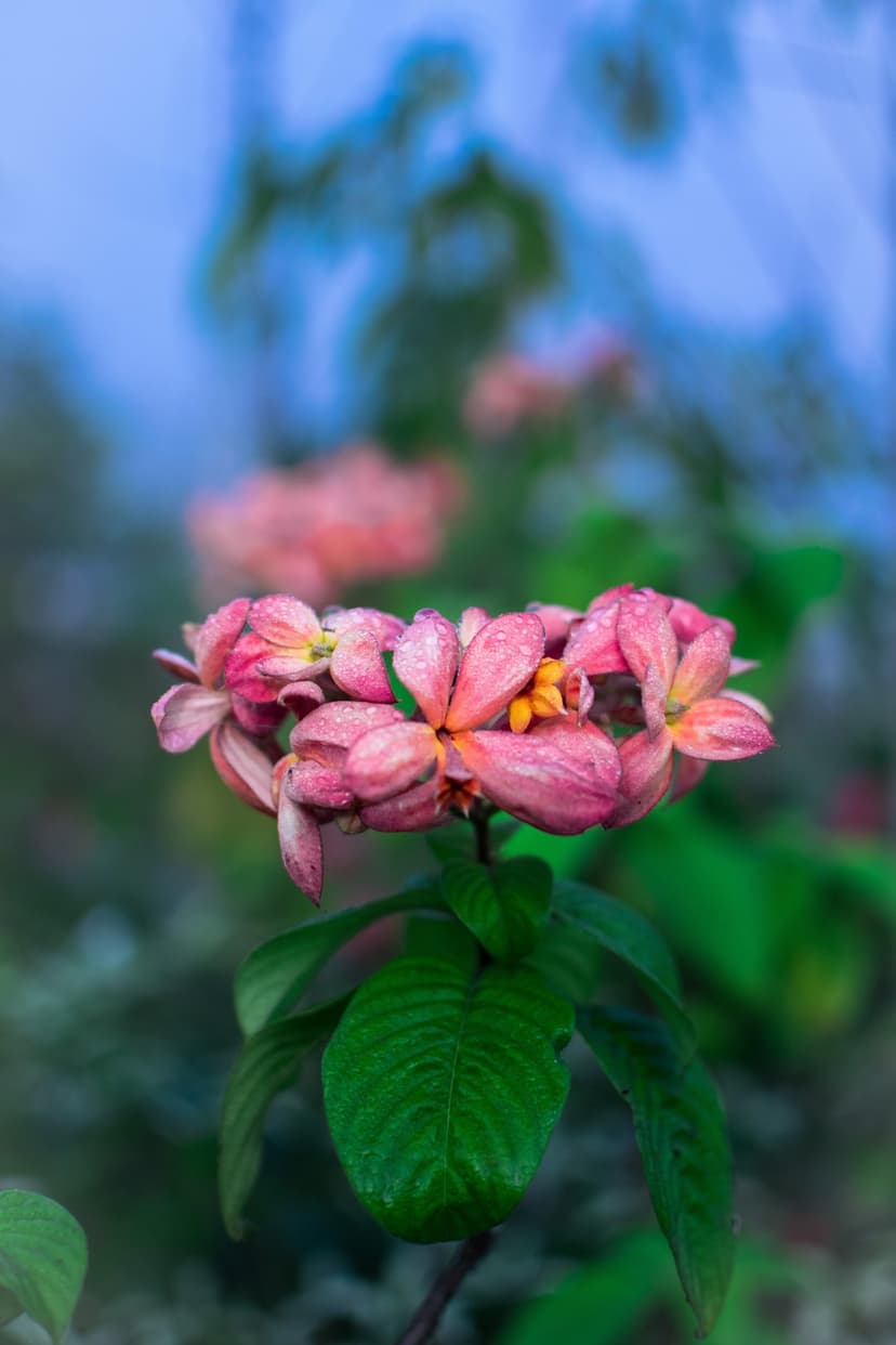 Pink Mussaenda petals with dew drops and yellow stamens against a blurred green garden and blue sky background.