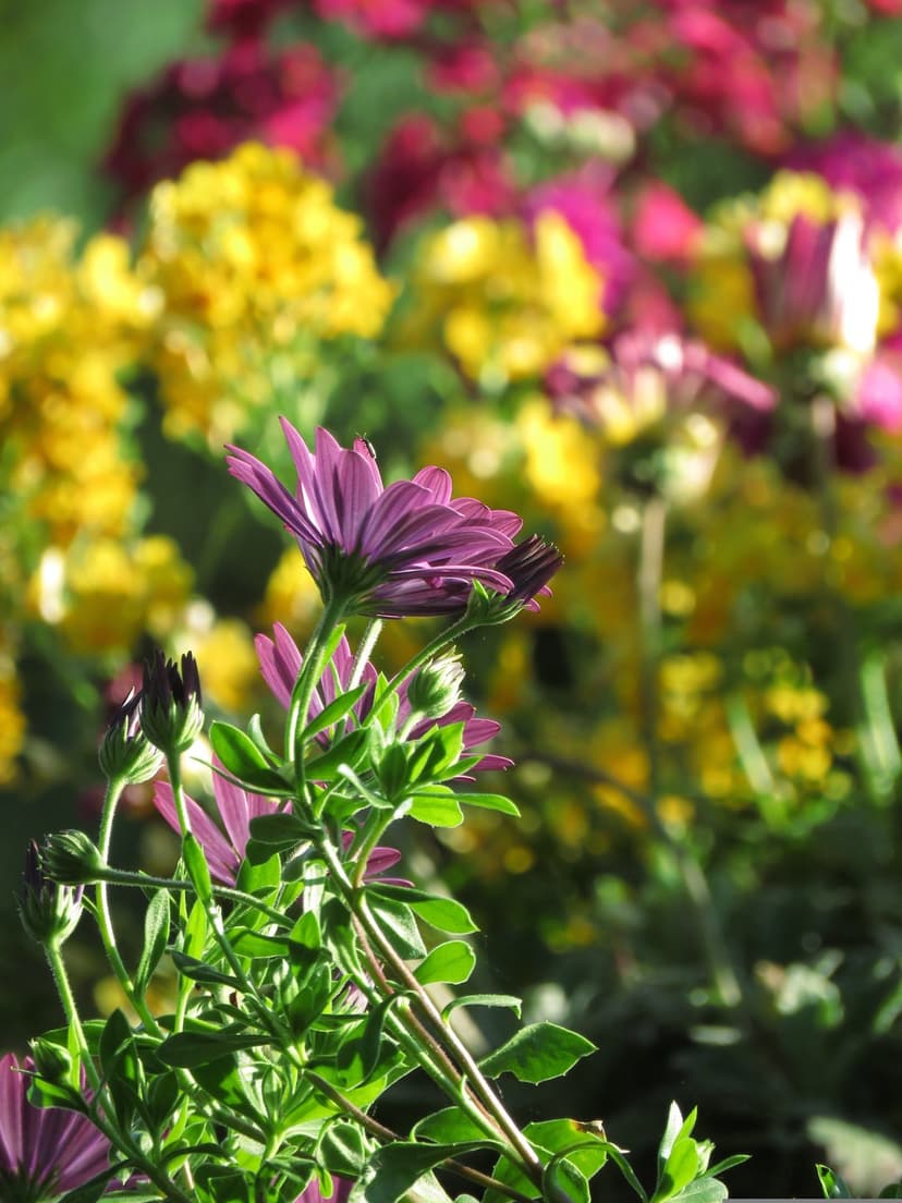 Purple daisy with slender petals centered before a blurred background of yellow and pink wildflowers in sunlight.