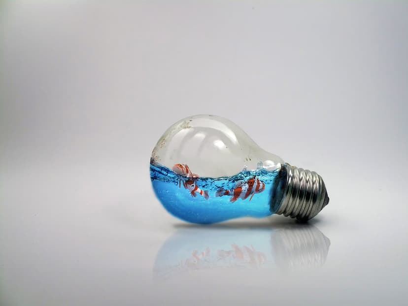 Orange clownfish swim through blue water inside a glass light bulb resting on a reflective white base.