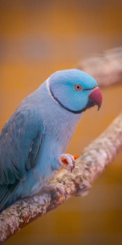 Animal,Bird,Budgie,Plumage,Nature,Pen,Beak,Wings 