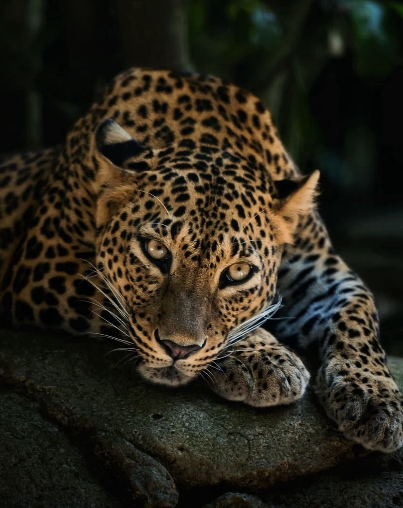 Leopard with yellow eyes and spotted fur lies on a dark rock, its paws visible against the textured stone.