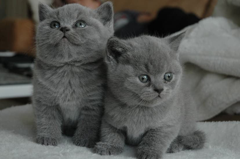 Two gray British Shorthair kittens with round faces and blue eyes sit together against a soft background.