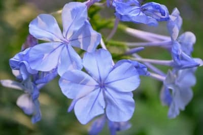 Close-up of Blue Plumbago Flowers in Soft Focus