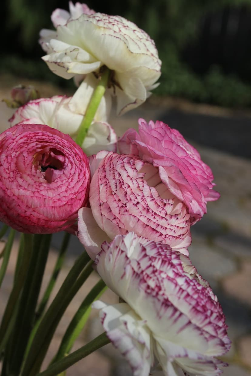 Pink and white ranunculus flowers with layered petals and purple-edged tips captured in bright sunlight.
