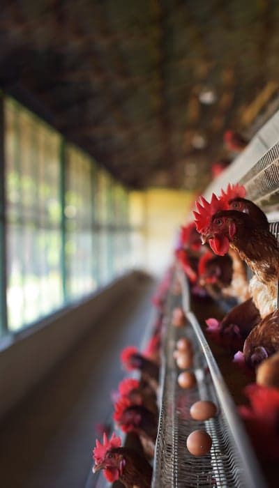 Chickens in cages laying eggs on a farm