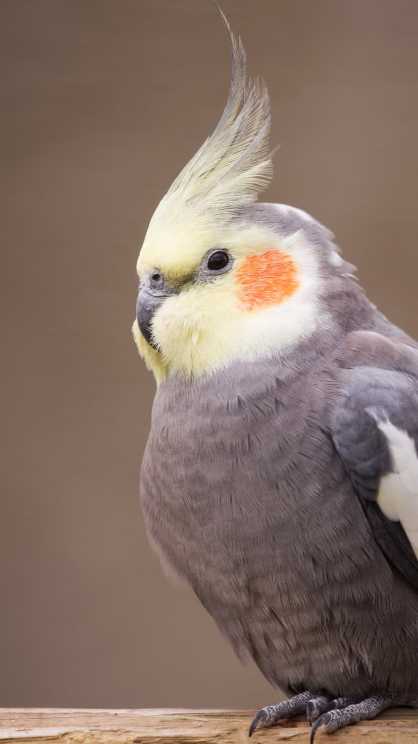 Cockatiel bird with a yellow crest and orange cheek patches perches on a wooden surface with soft background focus.
