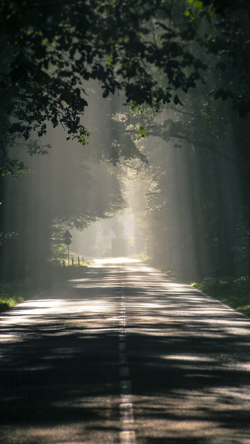 Sunlight beams cut through a dense tree canopy over a straight road with morning mist on the asphalt surface.