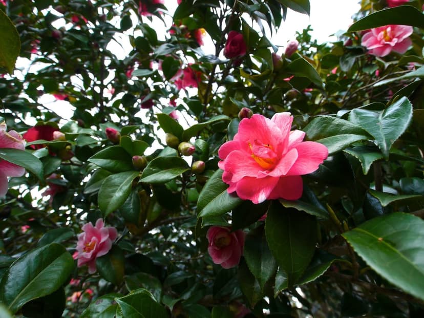 Pink camellia flowers with layered petals bloom on a leafy branch with a soft-focus garden background.
