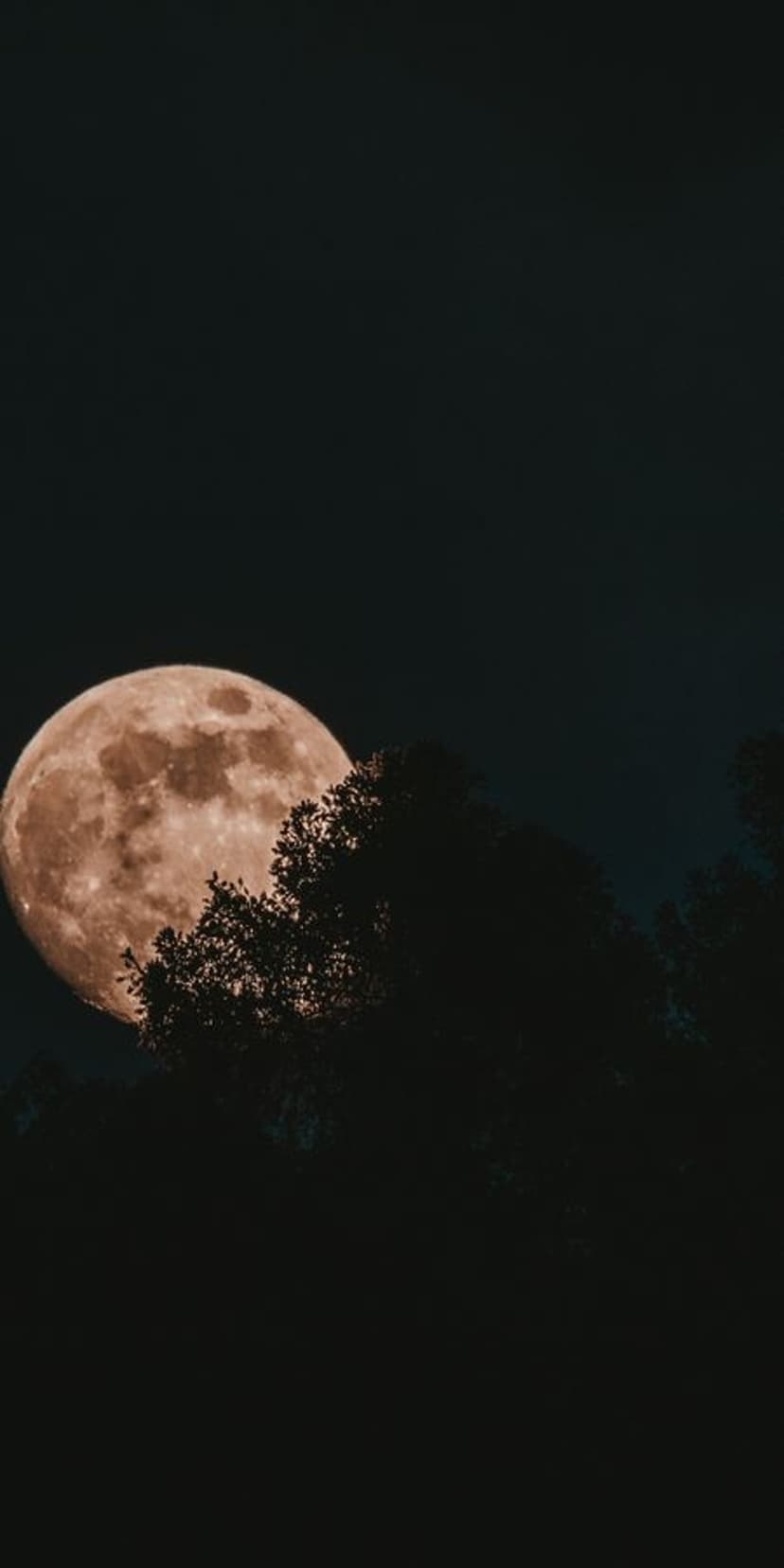Reddish orange full moon rises above a dark silhouetted forest treeline against a deep indigo night sky.