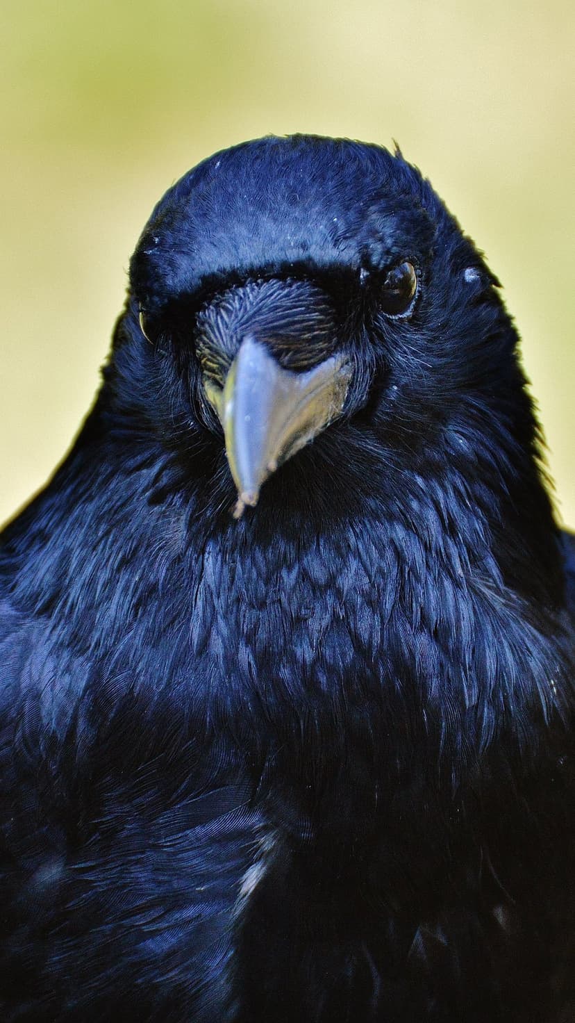 Black crow with glossy plumage and a sharp beak stares forward against a soft yellow out-of-focus background.