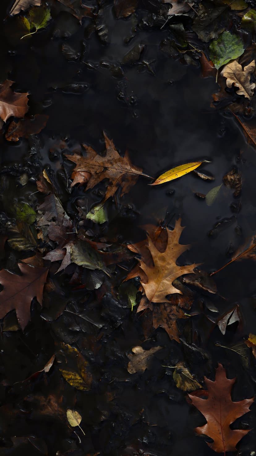 Brown and yellow oak leaves float on the surface of a still, dark pool of water after a forest rain shower.