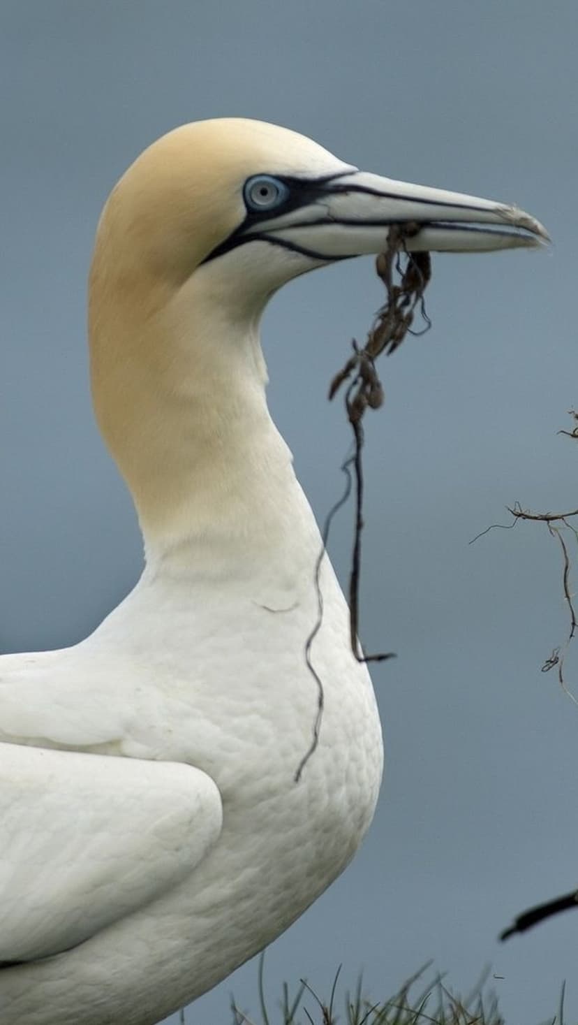 Gannet bird with blue eyes holds dried grass in its beak against a soft blue sky and blurred coastal foliage.