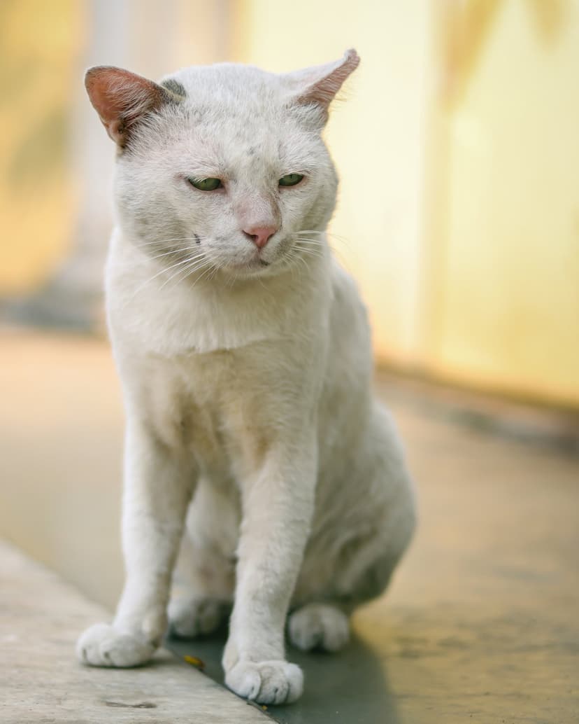 White cat with dilated pupils sits on concrete with downcast green eyes against a warm blurred background.