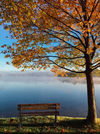 Golden Autumn Tree and Mist Lake Mobile Wallpaper