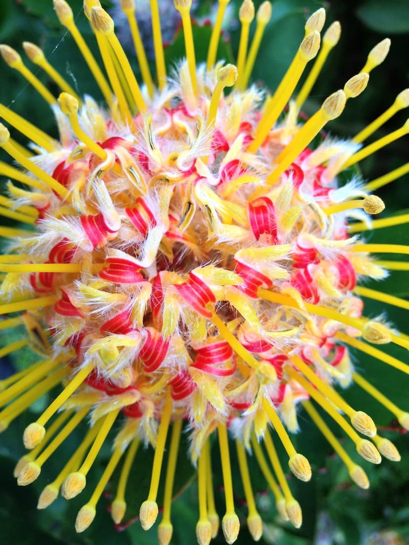 Yellow and red pincushion protea bloom with thin arching stamens against a blurred green leafy background.