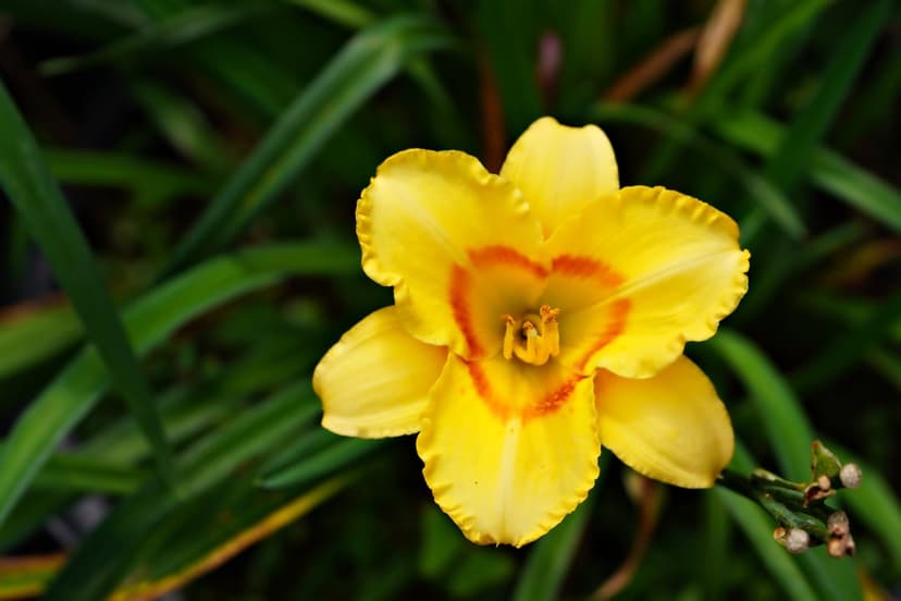 Yellow daylily flower with ruffled petals and an orange center blooming against a blurred green background.
