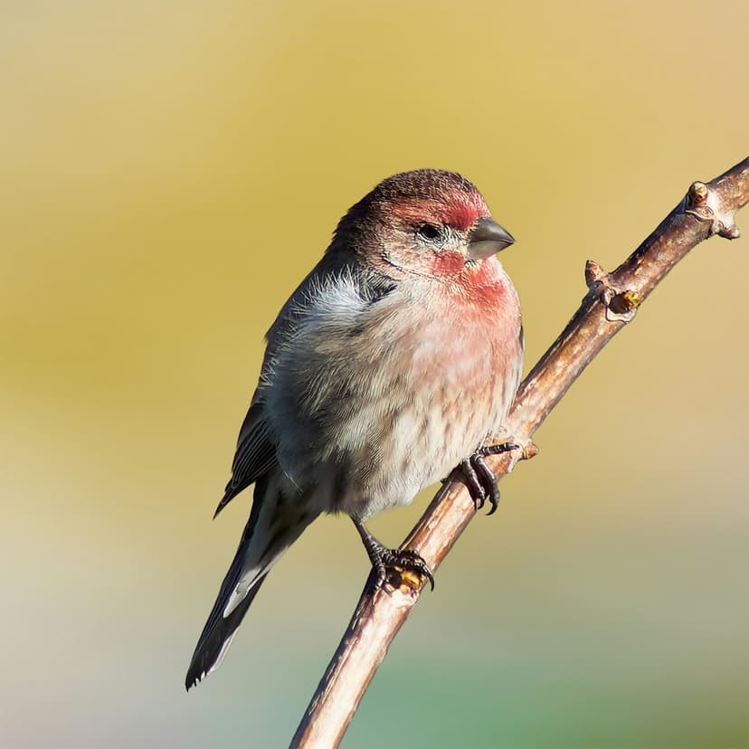 Male house finch with red-pink plumage perching on a thin branch against a blurred yellow and green background.