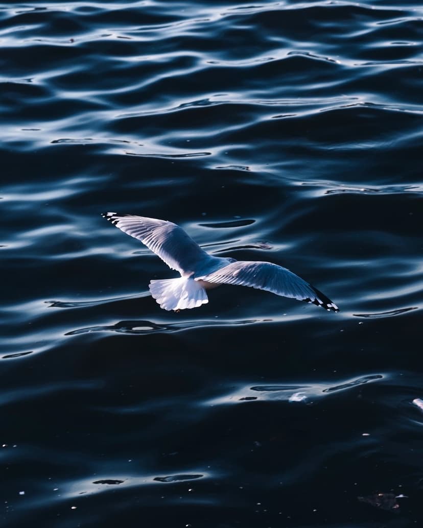 Seagull with outstretched wings flies low over rippling dark blue water where sunlight hits the wave crests.