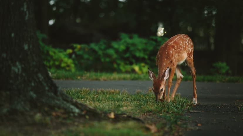 Spotted fawn grazing on green grass between a large tree trunk and a paved path in a sunlit, peaceful forest.