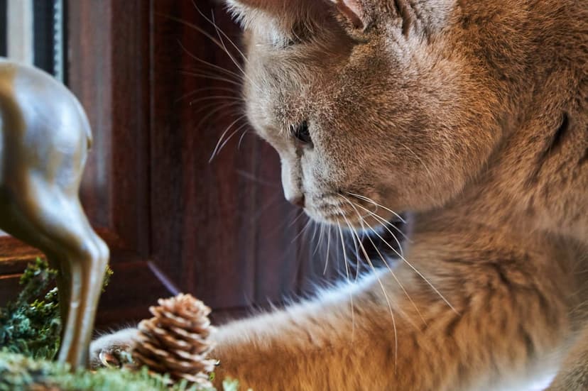 Light brown cat with long whiskers sniffs a small pine cone and deer figurine on a dark wooden table surface.