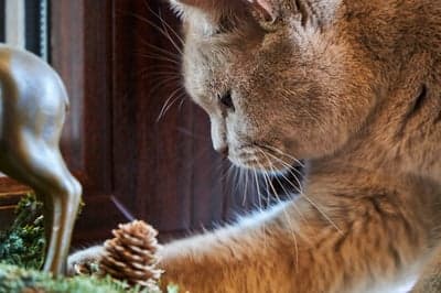 Curious cat investigates pine cone and tiny deer figurine