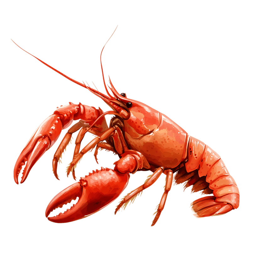 Red cooked lobster illustration featuring large claws and segmented tail highlights realistic shell textures.