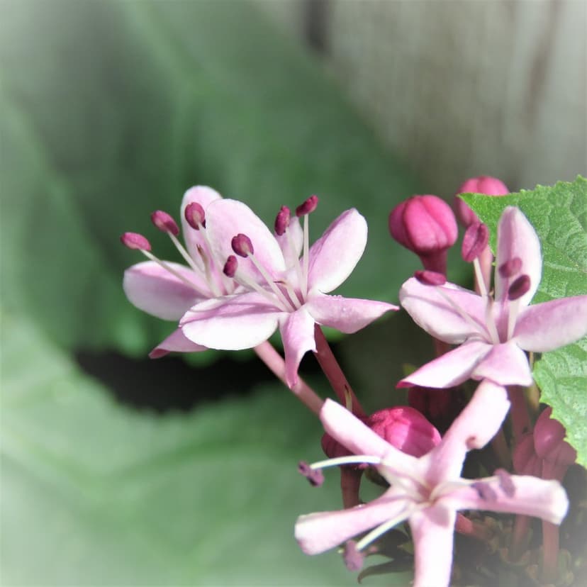 Pink flower petals and purple stamens stand out against a blurred green background in a vertical macro photograph.