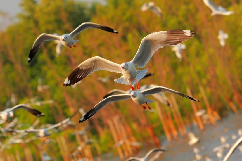 Seagulls soar with wings outstretched against a golden sunset sky and a blurred green marshland background.
