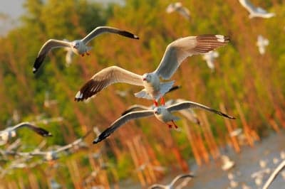 Golden Hour Seagulls Soaring Vertical Phone Wallpaper
