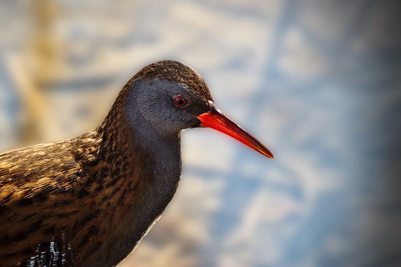 Water Rail bird with a bright red beak and grey head features detailed brown feathers against a blurred background.