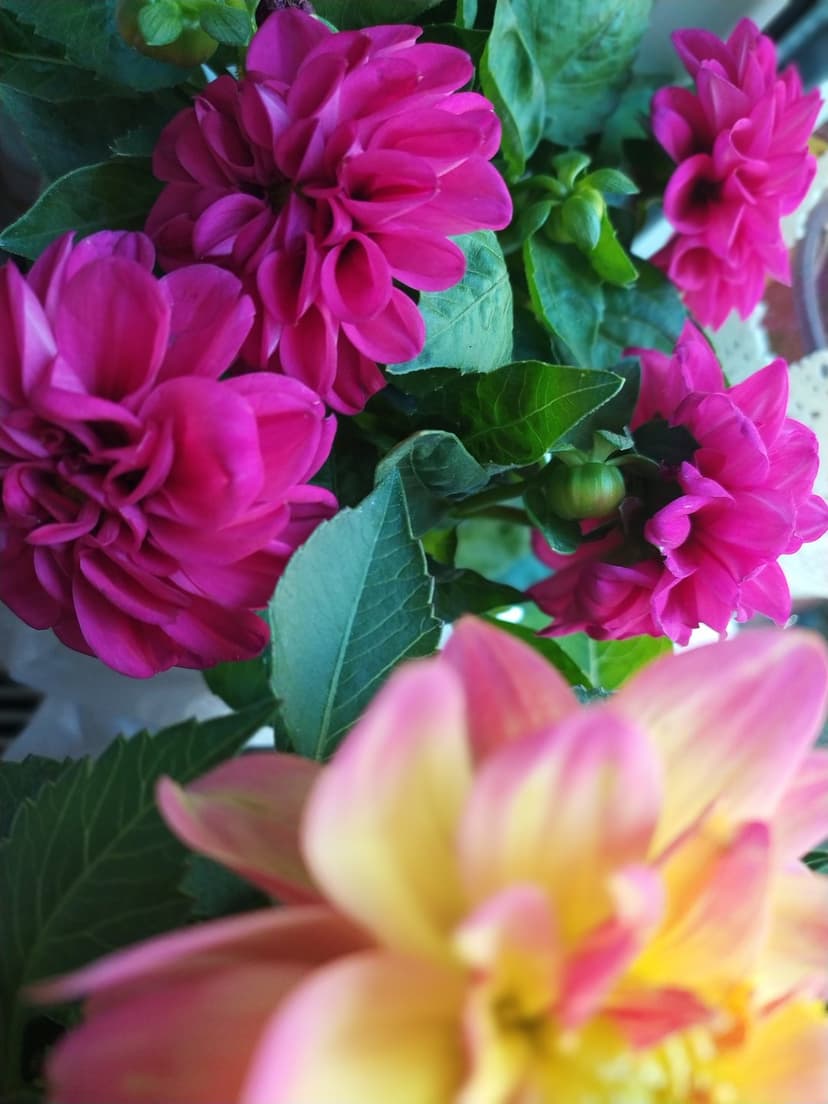 Pink dahlia flowers with intricate petals bloom among green leaves and a blurred yellow blossom in soft light.