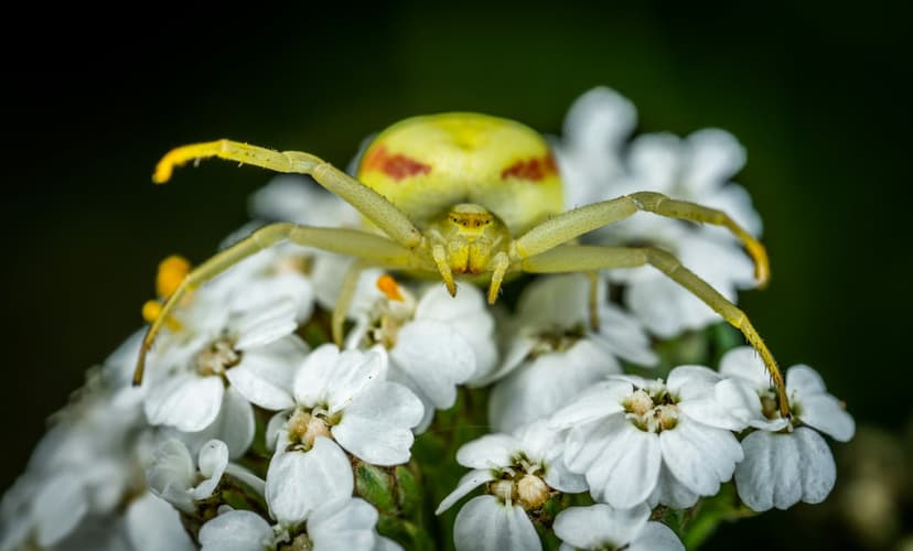 Yellow crab spider with red abdomen markings perched on white flower petals against a dark green bokeh background.