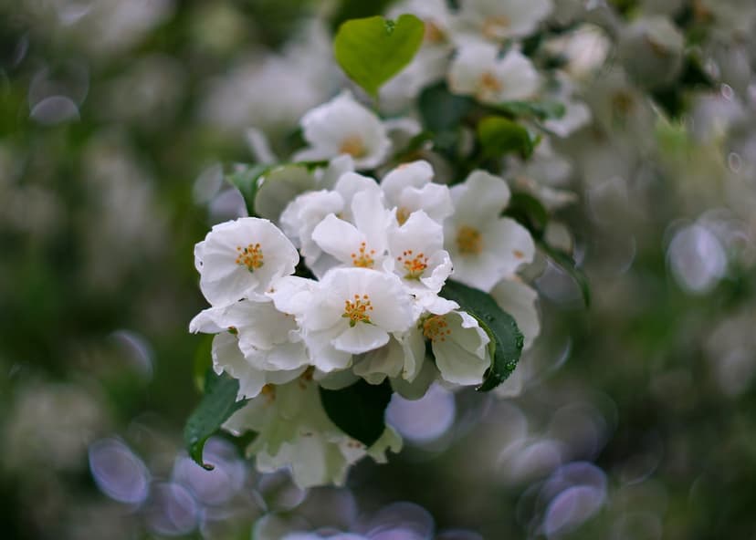 White cherry blossoms with yellow centers display intricate petal textures against a blurred green background.