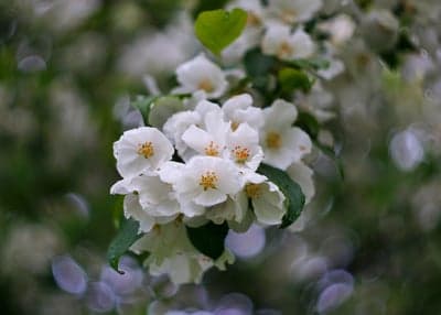 Elegant White Sakura Bloom Phone Wallpaper Background