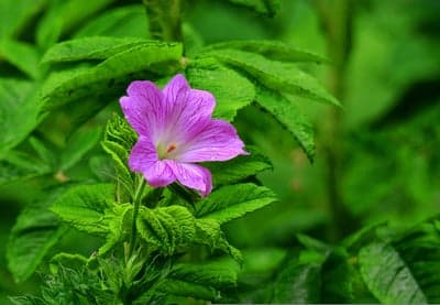 Vibrant Pink Geranium Flower Macro Portrait Wallpaper