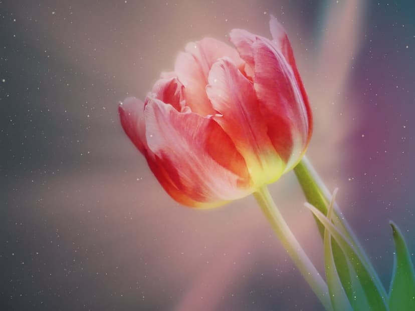Pink tulip petals with clear water droplets against a soft bokeh background of pastel pink and light gold.