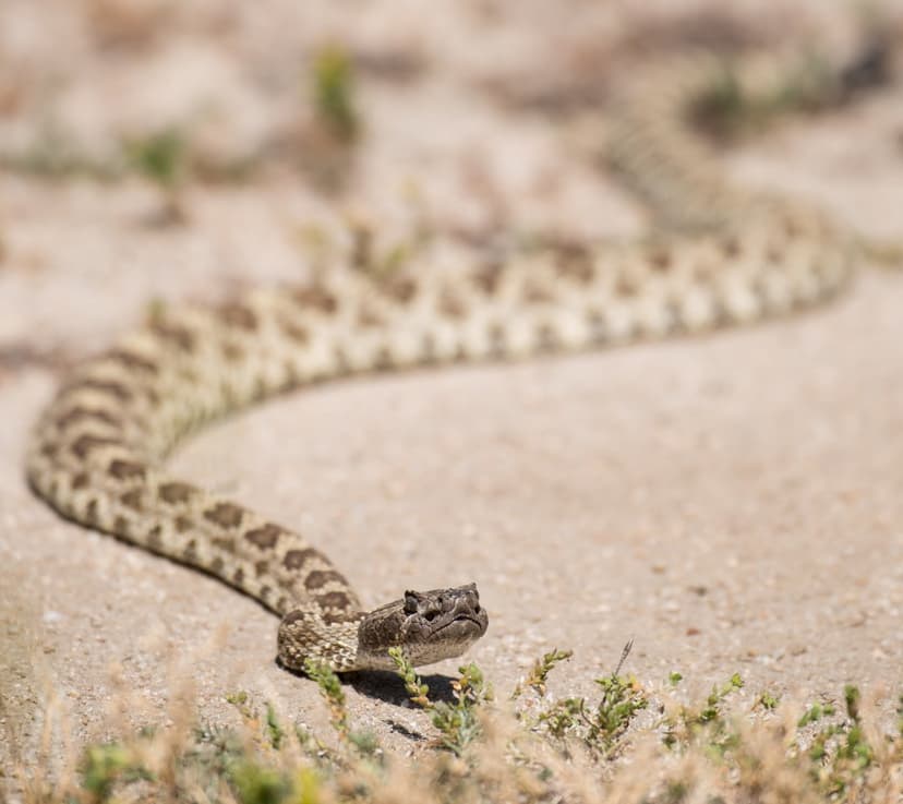 Rattlesnake with diamond scale patterns coiled on dry sand near small shrubs in a close-up eye-level view.