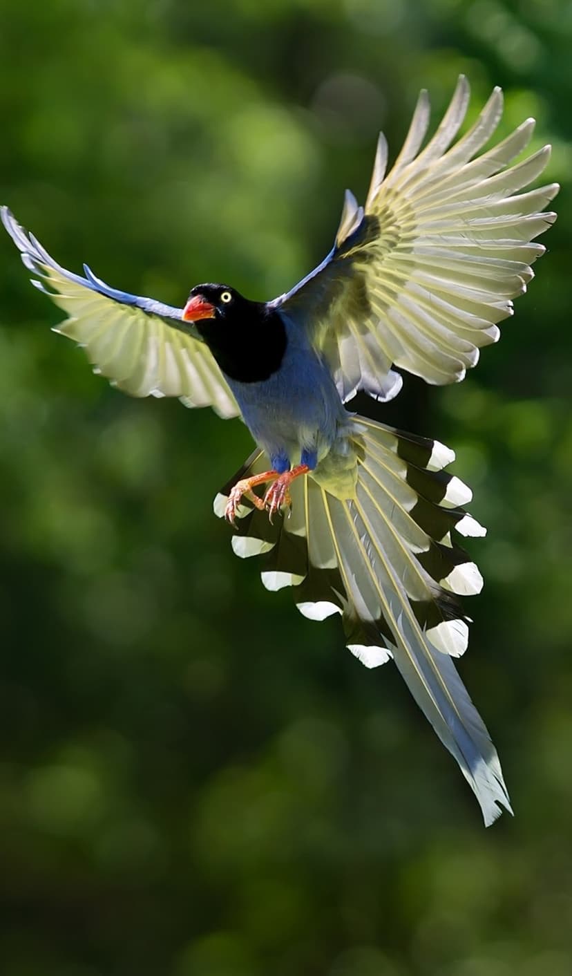 Taiwan Blue Magpie in mid-flight with blue feathers, orange beak, and long tail against a green background.