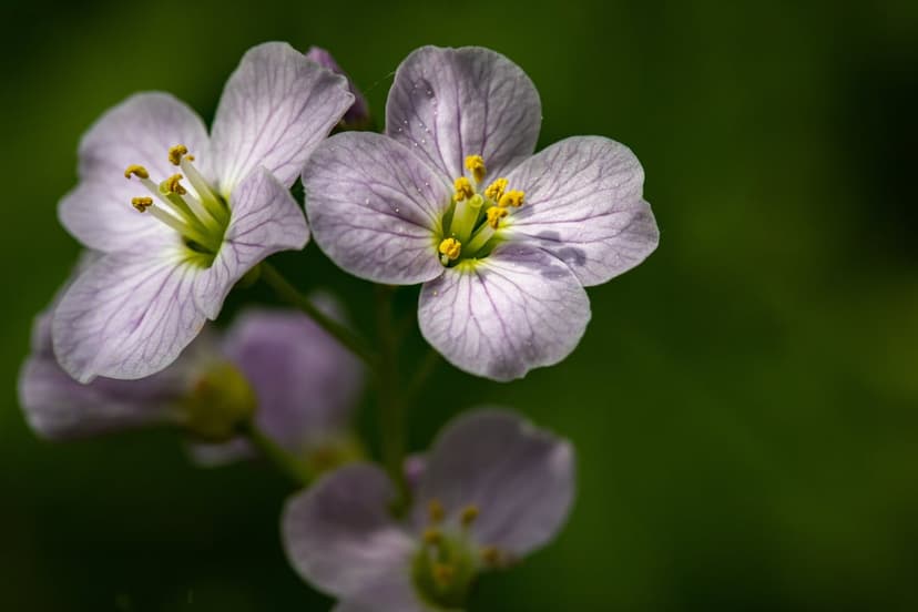 Pale purple flowers with textured petals and yellow stamens against a dark green blurred bokeh background.