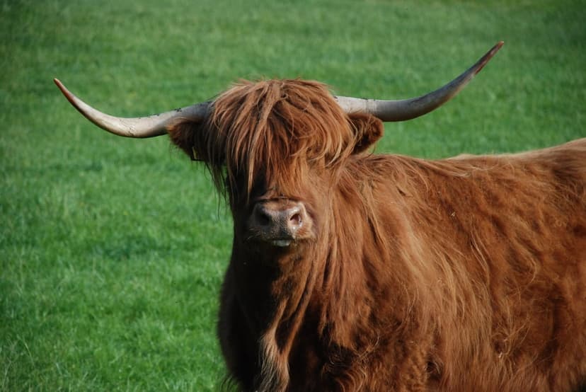 Highland cow with reddish shaggy hair and long horns stands in a vibrant green meadow under soft natural light.